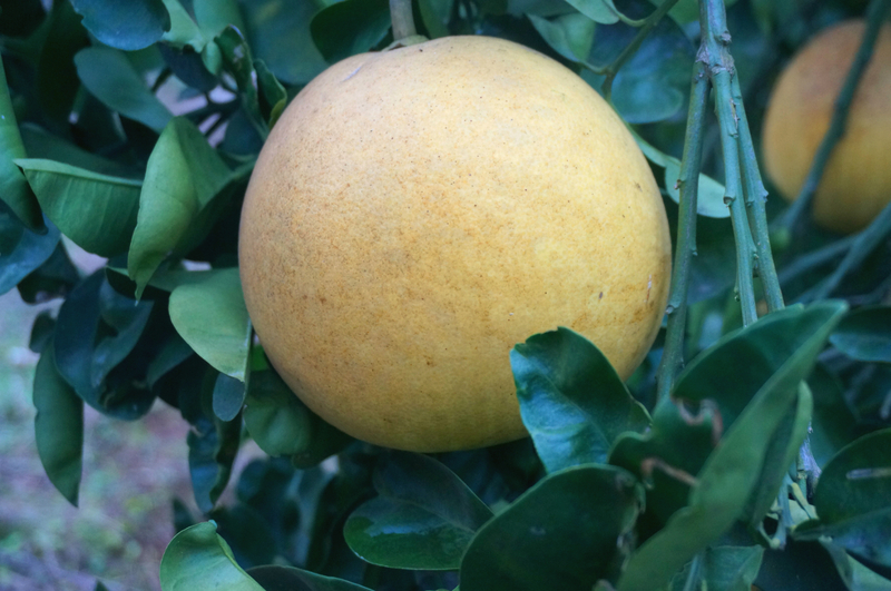 1511948037169006253.jpg DSC06749.jpg